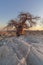 Lone Baobab Tree and Rock formation