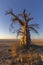 Lone Baobab Tree at Sunrise