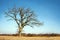 Lone Bare Branched Winter Tree in the Country