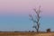 Lone bare dry tree in yellow field at pink dusk.