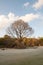 Lone Bare Pine Tree on Edge of Beach