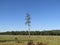 Lone bare pine tree in meadow