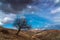 Lone bare tree on a mountainside