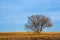 Lone Bare Tree in Winter on the Prairie