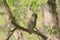 Lone Barred Owlet In Forest