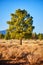 Lone beautiful green pine tree in desert shrub landscape