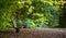 Lone bench in the woods