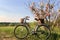 A lone bicycle stands against a tree in an open field, A leisurely Mothe Day bicycle ride in the countryside, AI