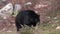 A lone, big black bear