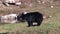 A lone, big black bear