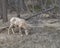 Lone Bighorn Sheep in Kootenay National Park