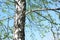 Lone birch with green leaves