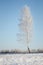 Lone birch tree with frost covered branches