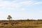 Lone Birch tree in a great barren landscape