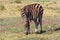 Lone Birchell`s Zebra grazing in the afternoon sun in the Western  Cape