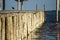 Lone bird on a dock