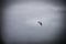 Lone bird flying on wing downbeat in foggy grey stormy skies fighting the wind - Room for copy