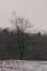 Lone bird perched on a leafless tree in winter snowing