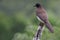 Lone Bird perched on a stick