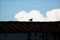 a lone bird sitting on the roof of a home looking over the rooftop