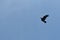 A lone bird soaring into the clear blue sky Light background with the silhouette of a bird flying up Freedom space dynamics