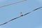 A lone bird Sporophila caerulescens on the electrical wire