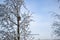 Lone birdhouse on a tree covered with hoarfrost waits for spring and residents, on a frosty winter day against the background of