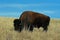Lone Bison Buffalo Bull in Custer State Park