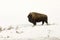 Lone bison or buffalo in snowy field in Yellowstone National Par