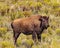 Lone bison calf is looking out for mom.