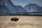Lone bison with Grand Tetons