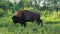 A lone bison grazing in a lush meadow at the Lake Audy Bison Enclosure a Riding Mountain National Park, Manitoba, Canada