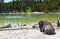 Lone Bison in Mud Volcano Area