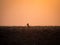Lone black backed jackal looking into distance during golden sunset, Palmwag Concession, Namibia, Southern Africa
