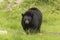 Lone black bear in a valley