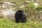 Lone black bear in a valley