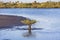 Lone Black Mangrove Tree Growing In Lake