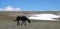 Lone black stallion covered in dirt and walking past snow field on mountain ridge in the western USA