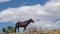 Lone black stallion under billowy blue sky on desert ridge in the western USA