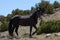 Lone black stallion wild horse on mineral lick hillside on Pryor Mountain in the western USA