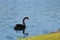 Lone Black Swan