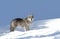 A lone Black wolf Canis lupus isolated on white background standing in the winter snow in Canada