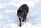 A lone Black wolf Canis lupus isolated on white background walking in the winter snow in Canada