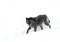 A lone Black wolf (Canis lupus) isolated on white background walking in the winter snow in Canada