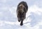 A lone Black wolf Canis lupus isolated on white background walking in the winter snow in Canada