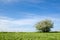 Lone blossom apple tree at blue sky