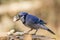 A lone blue jay with peanuts