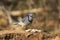 A lone blue jay with peanuts