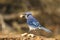 A lone blue jay with peanuts