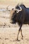 Lone Blue Wildebeest bull walking carefully across an open plain